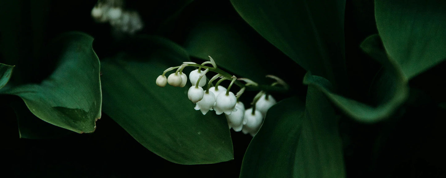 (NATURAL) Lily of the Valley (Type)